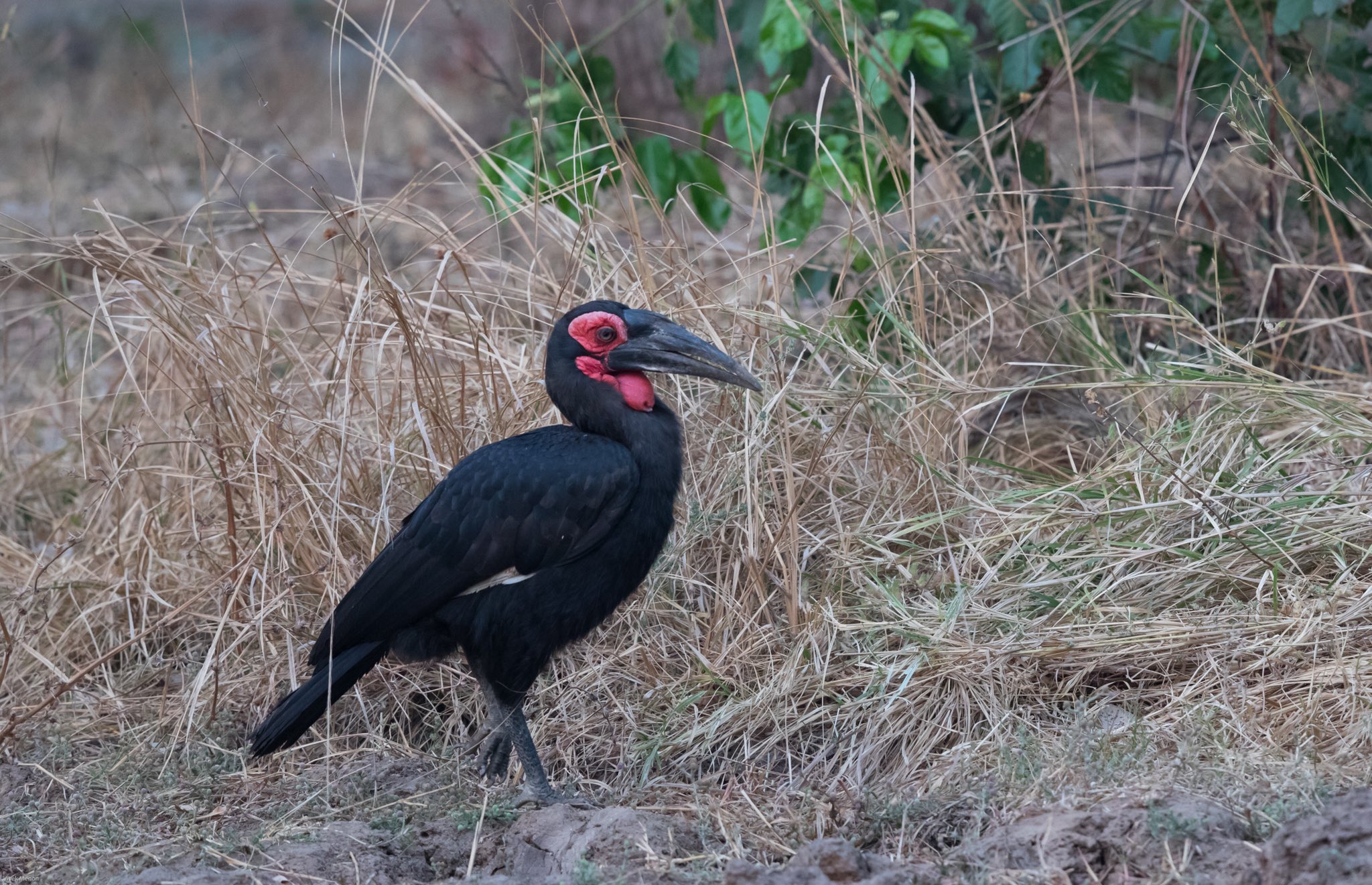 Bird watching: Abyssinian ground Hornbill in Murchison falls national park