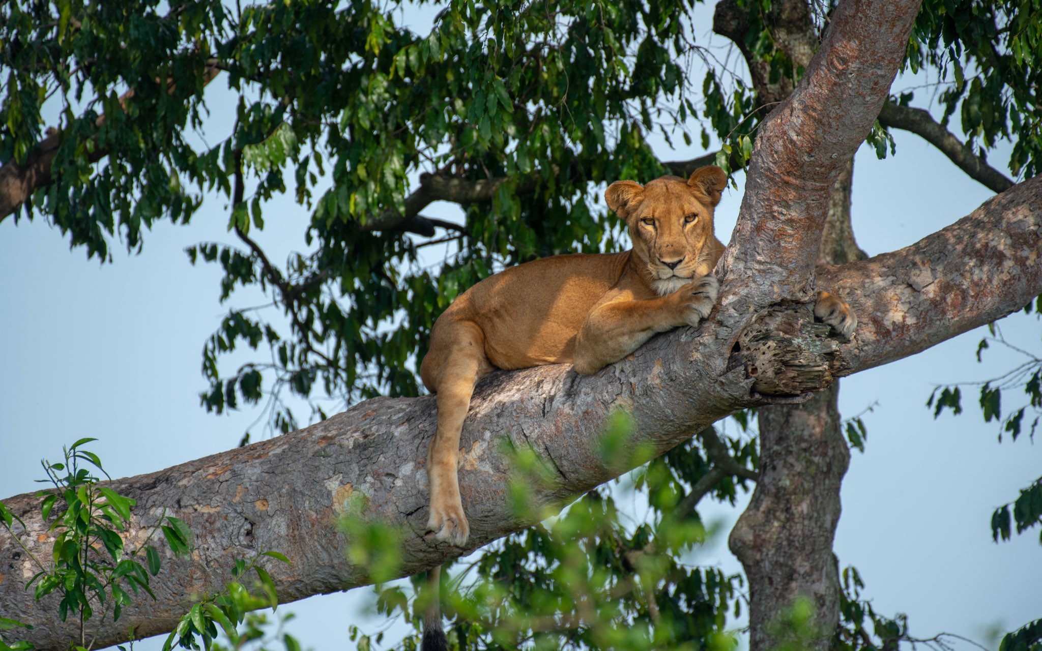 Tree climbing lions of Ishasha sector