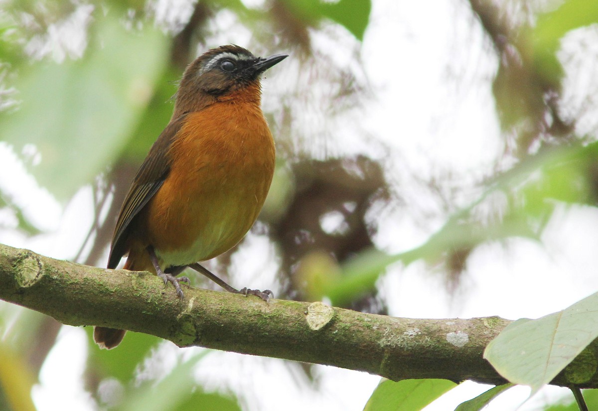 Semuliki national park: Bird watching