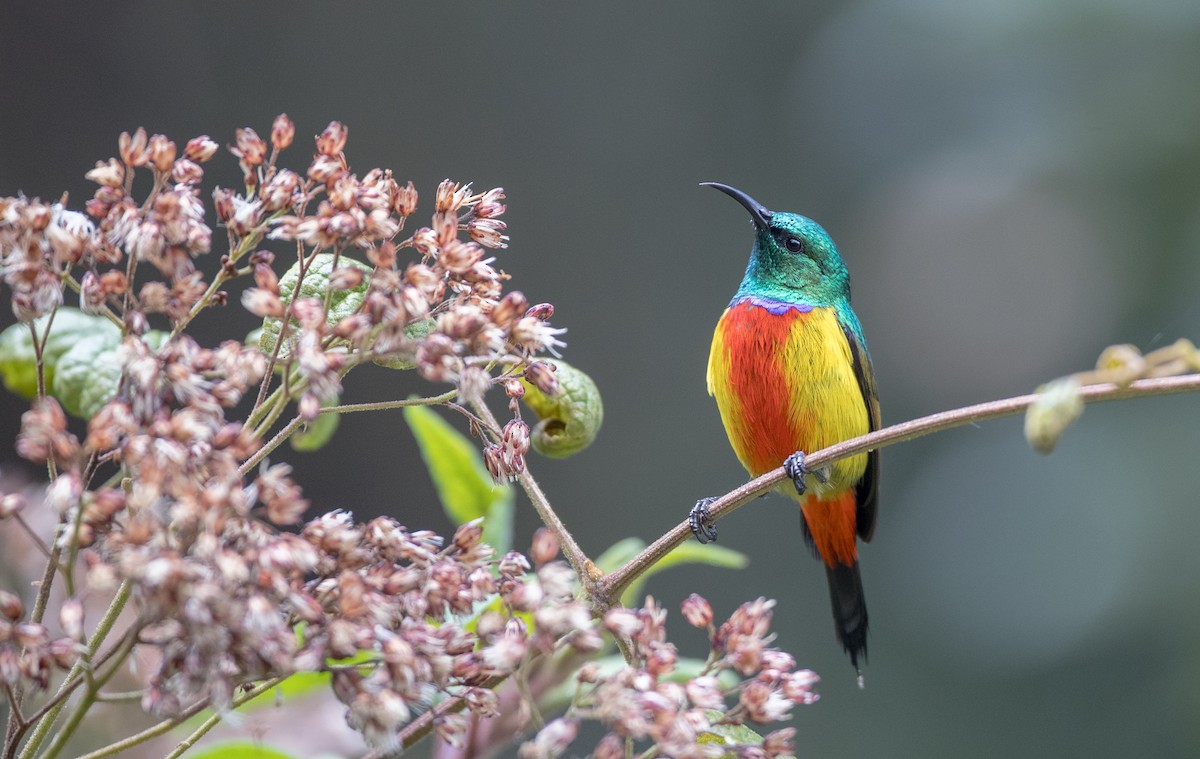 Bird watching: Sun bird in Nyungwe national park