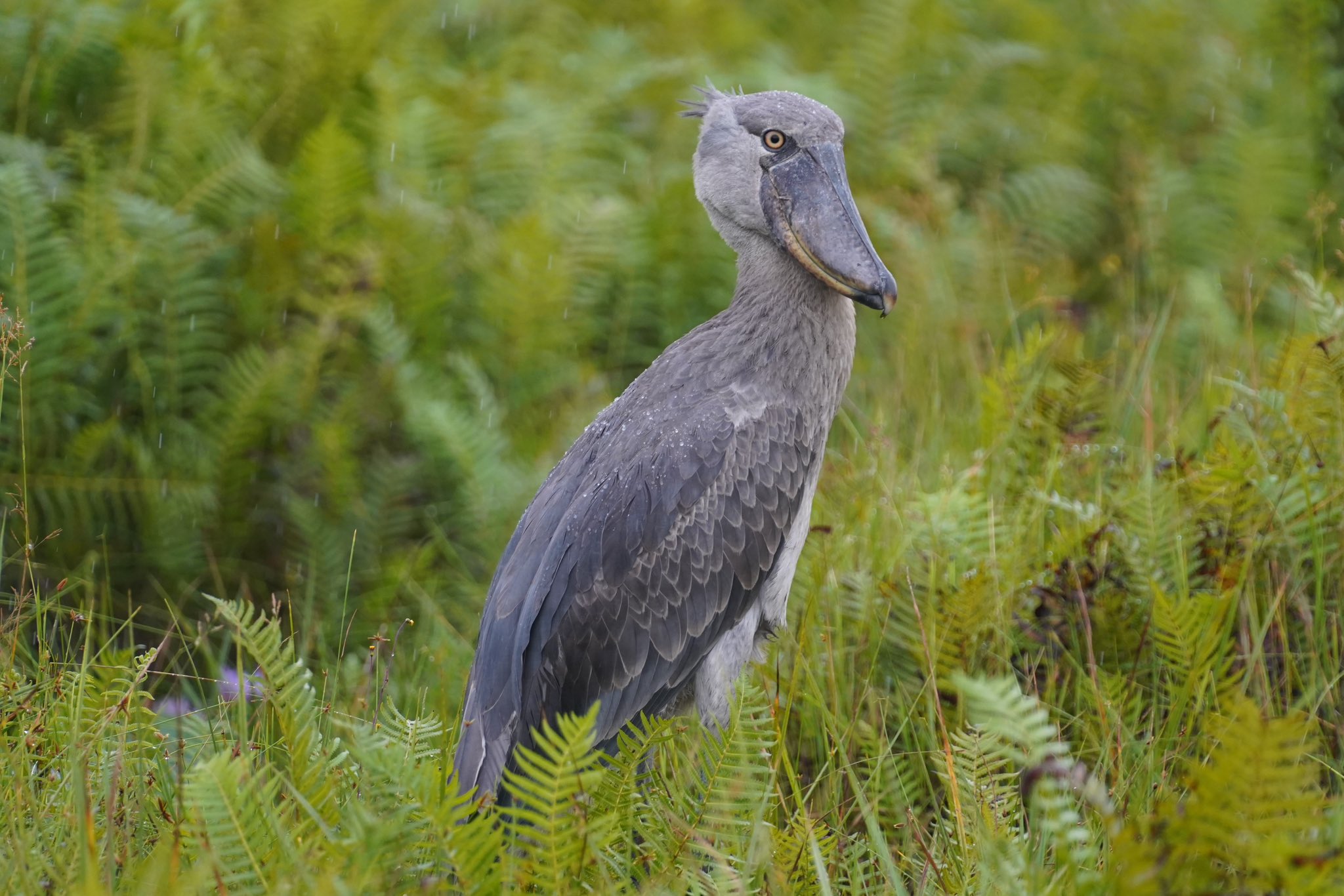 Bird watching: Shoebill in mabamba wetland
