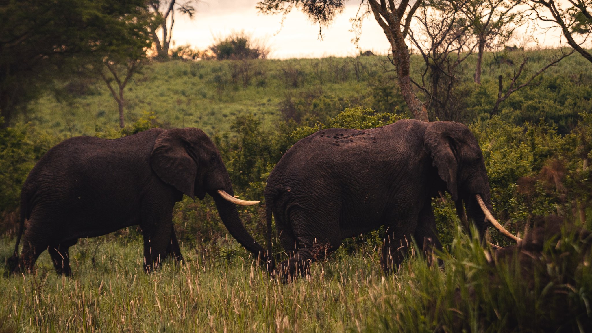 African-bush-elephants-in-Murchison-falls-national-park