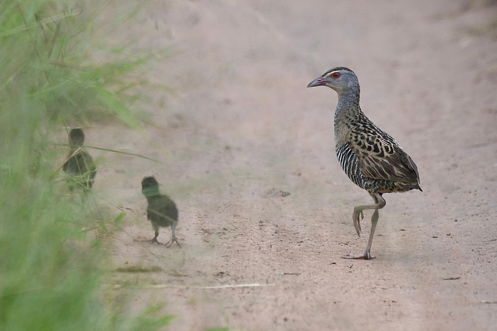 Bird Watching: African Crake in Akagera national park