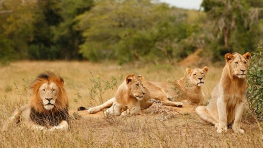 Rwanda Akagera big five safari