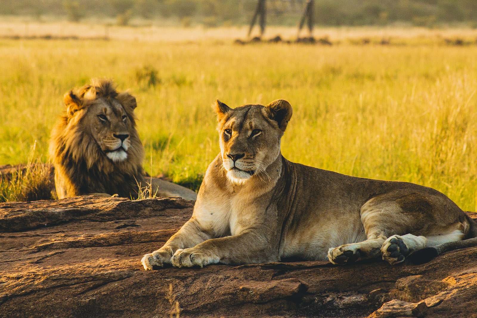 Big five safaris: Lion on the rock in Kidepo Valley national park
