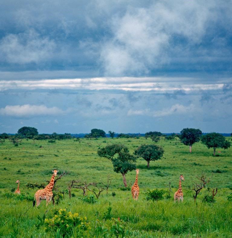 Kordofan giraffes in Gambara national park 