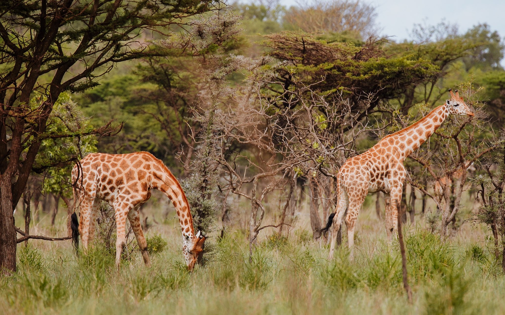 Pian Upe Wildlife Reserve