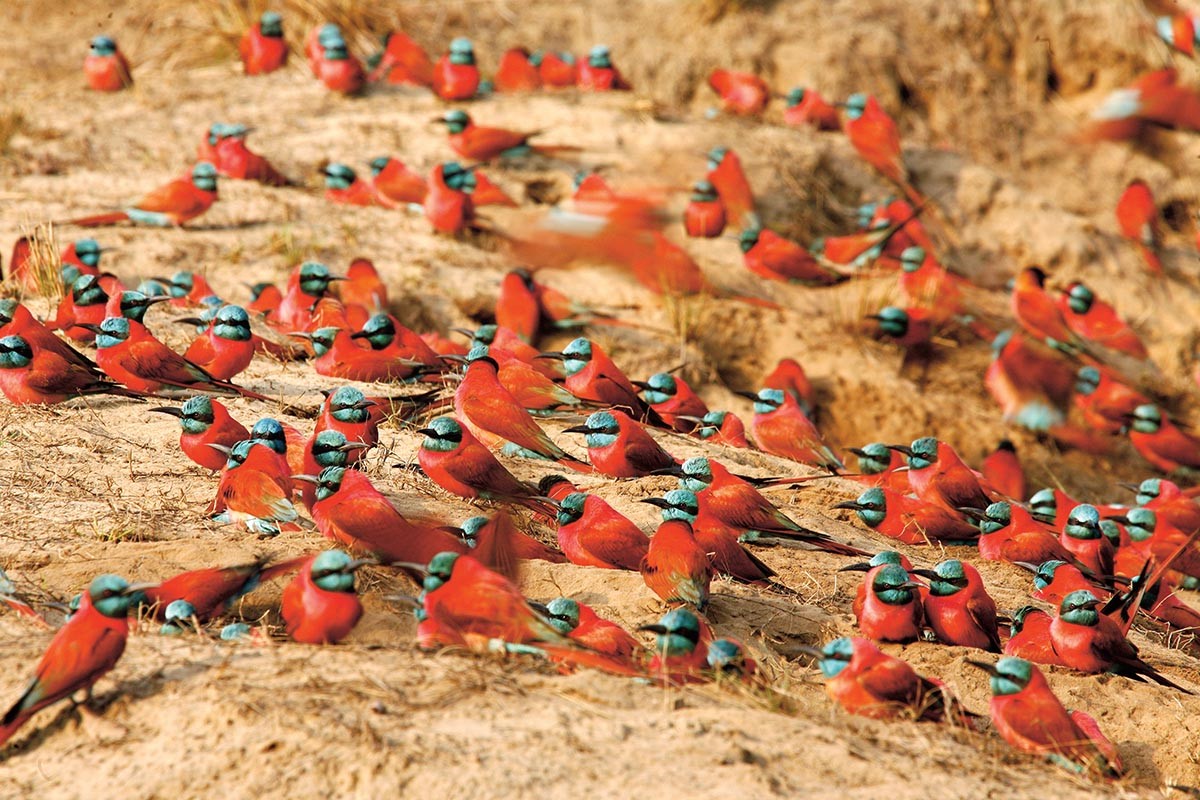 Carmine bee eaters in Gambara national park 