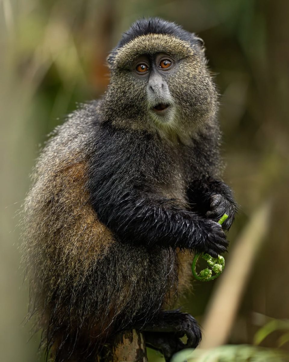 Volcanoes National Park