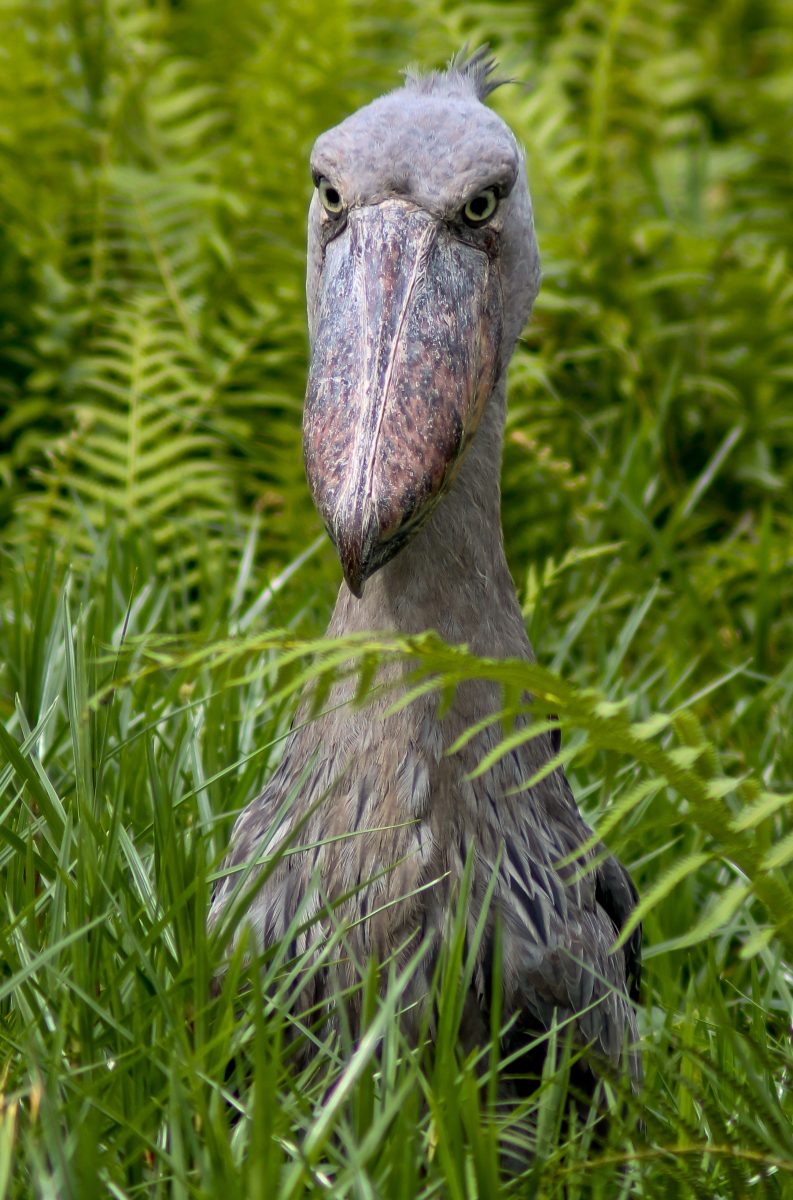 Ziwa Rhino Sanctuary