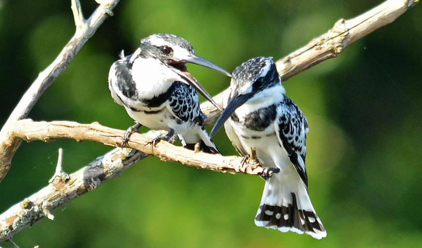 29 Days Hardcore Birding Uganda