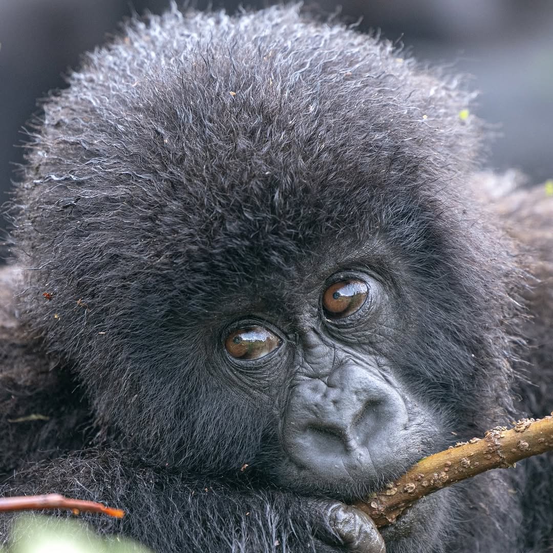1 Day Rwanda Gorilla Trekking Safari 