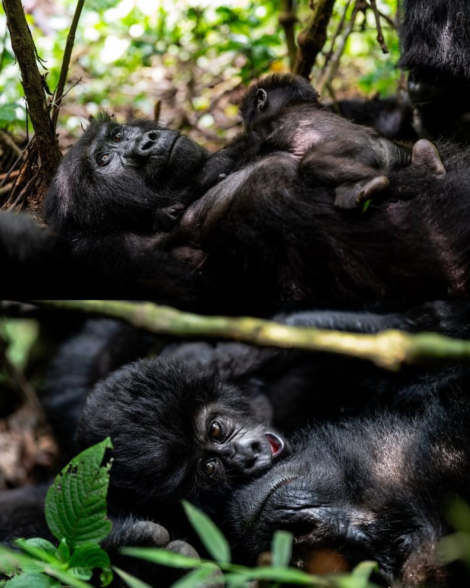 Nyakagezi Gorilla Family