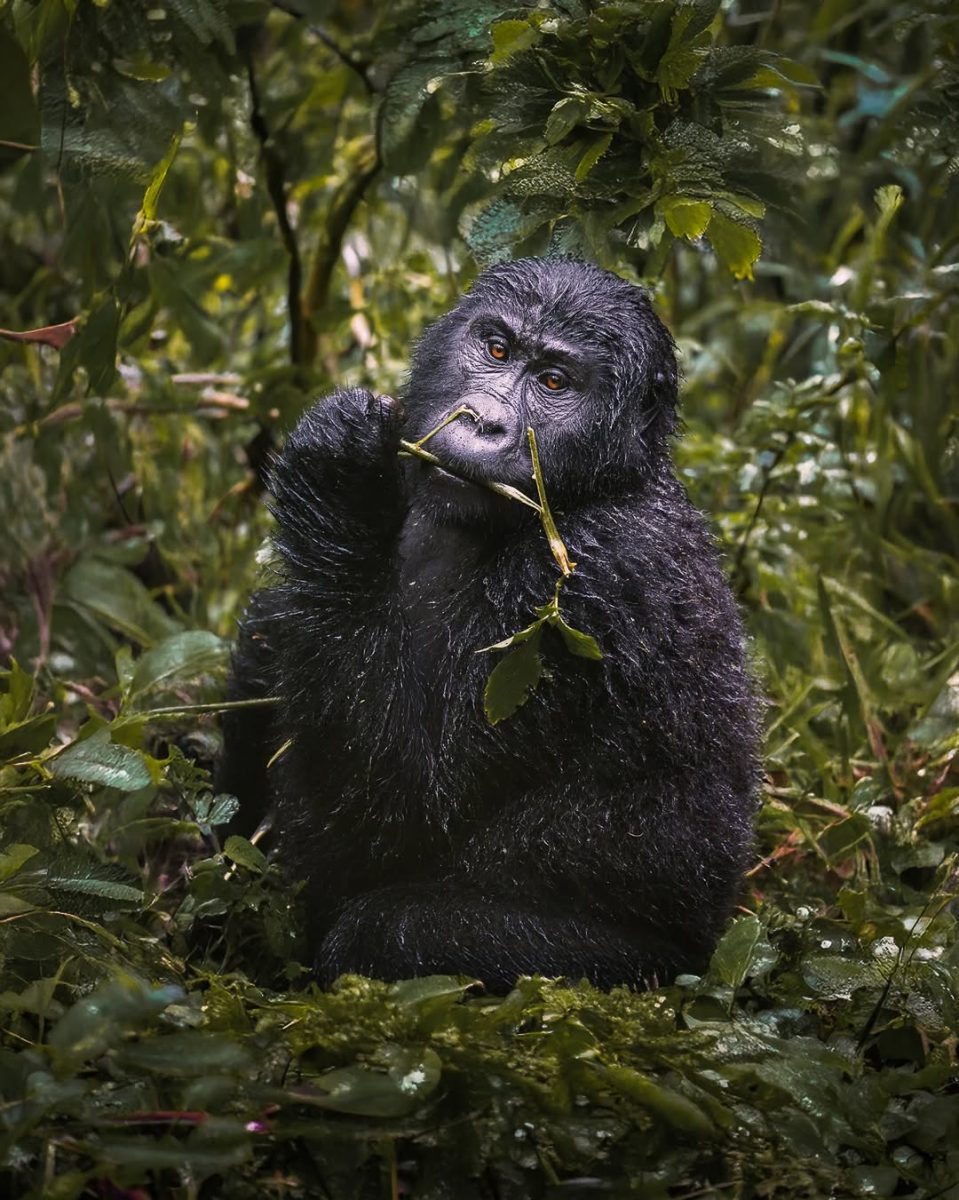 Nyakagezi Gorilla Family