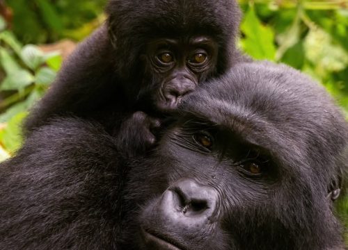 What is Gorilla Trekking?