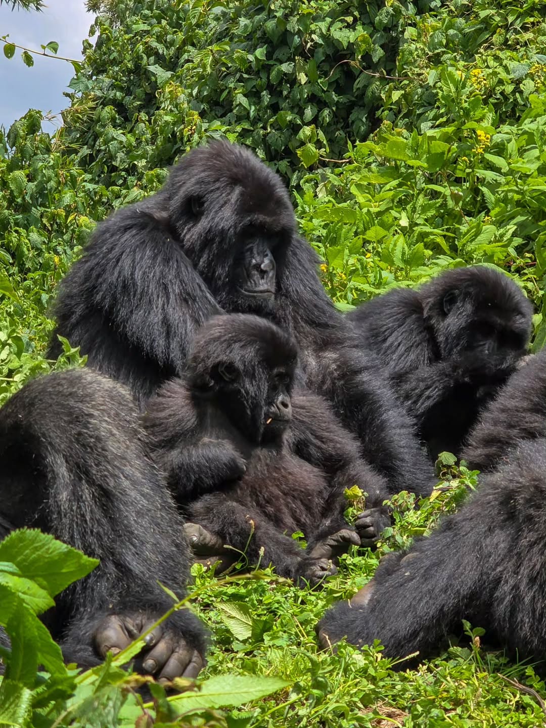 What is the best time to go gorilla trekking?