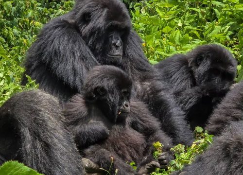 How safe is gorilla trekking?