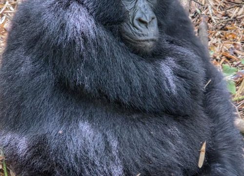 What is the best time to go gorilla trekking?