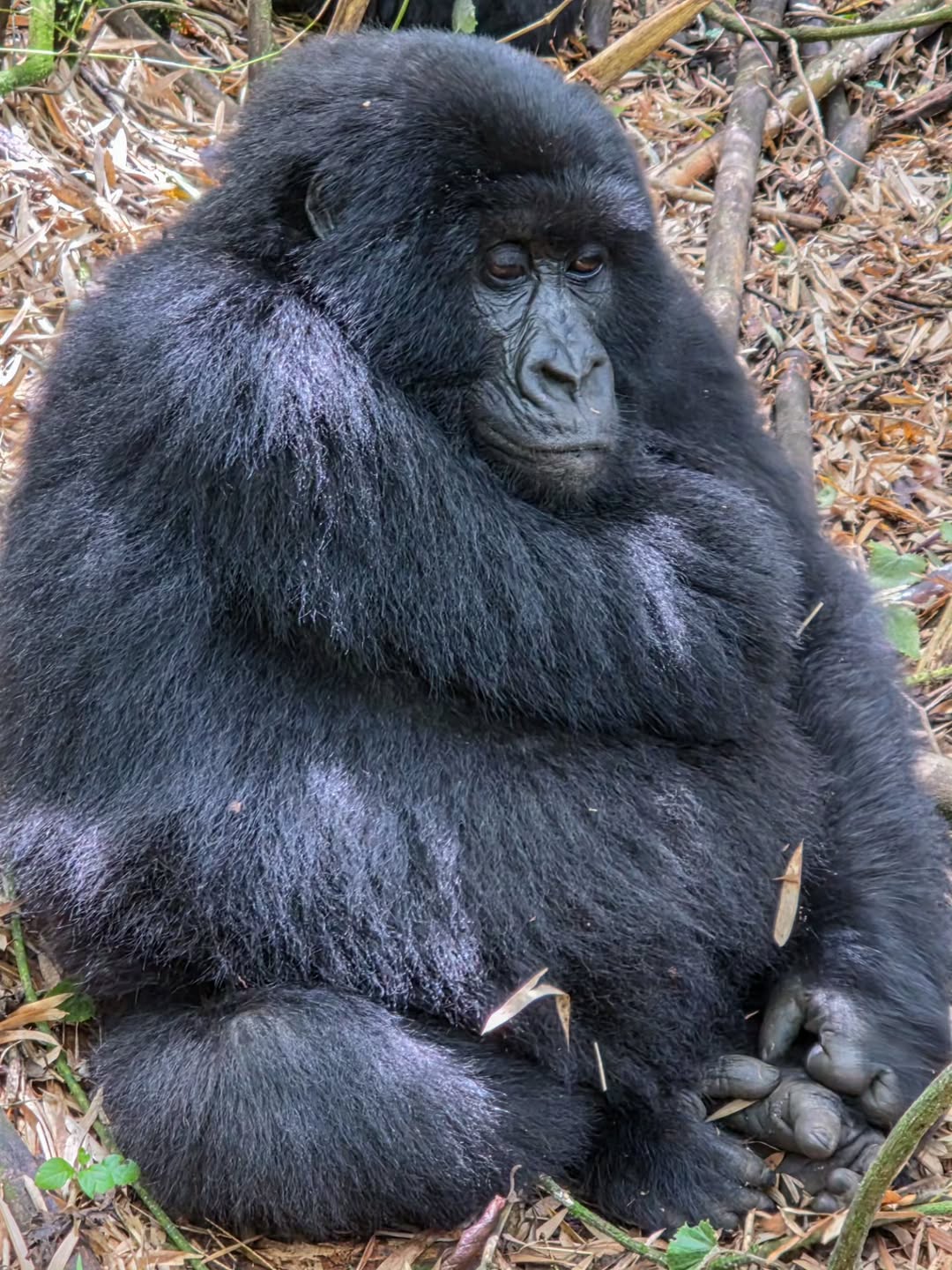 What is the best time to go gorilla trekking?