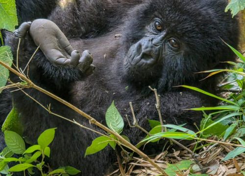 Difference between gorilla trekking and gorilla habituation