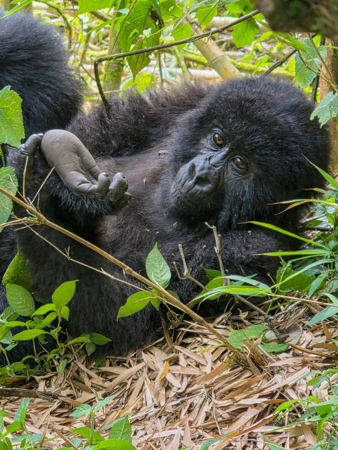 Gorilla Trekking Habituation Difference