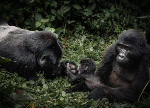 How to book a gorilla trekking permit