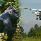 Flights to Gorilla Parks