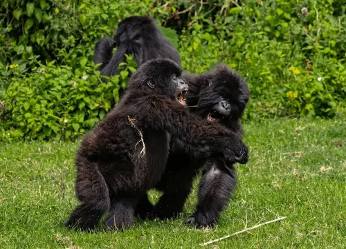 Best country for gorilla trekking: Uganda or Rwanda?