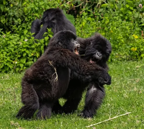 Best Country for Gorilla Trekking