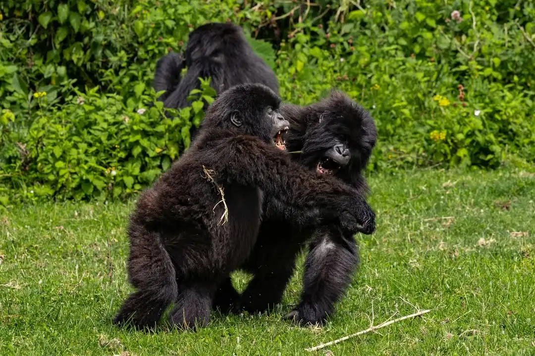 Best Country for Gorilla Trekking