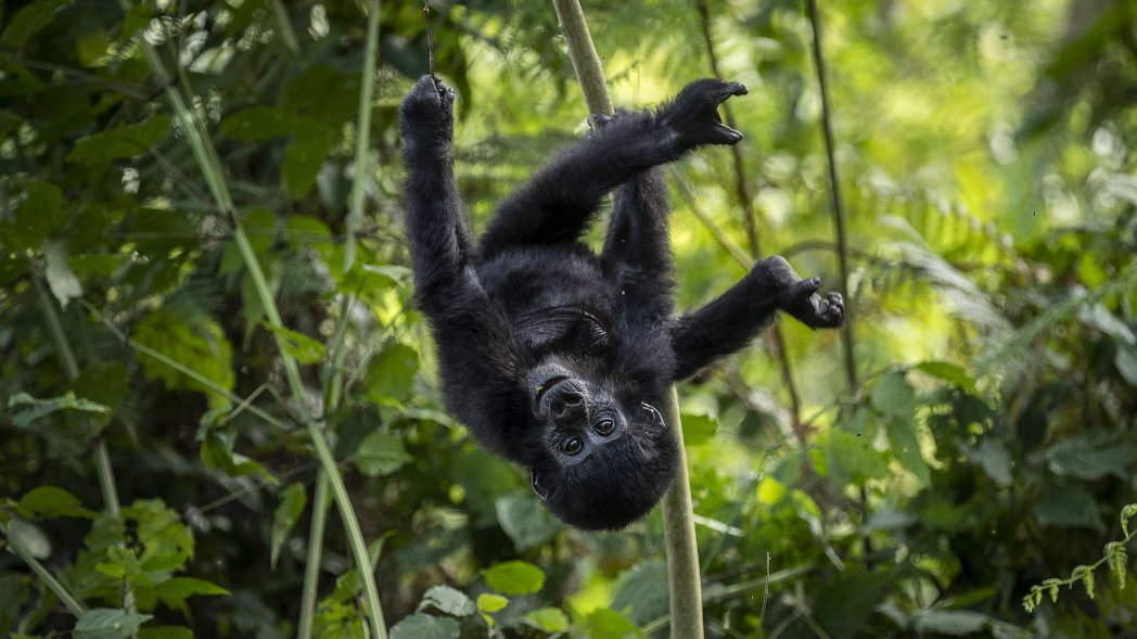 Can children go gorilla trekking?