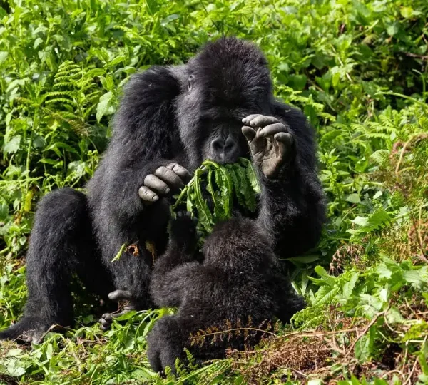 Gorilla Trekking Cost