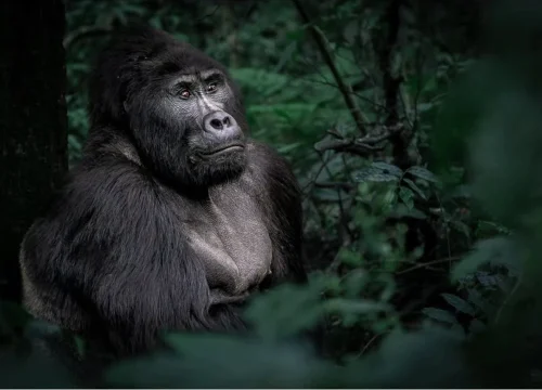 Gorilla trekking from Kigali