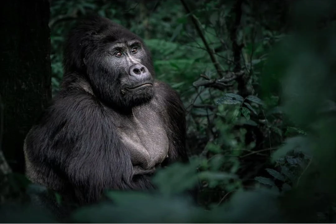 Gorilla Trekking from Kigali