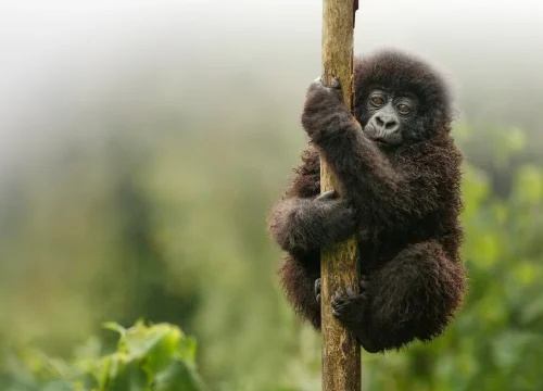 Gorilla trekking in Bwindi Impenetrable Forest