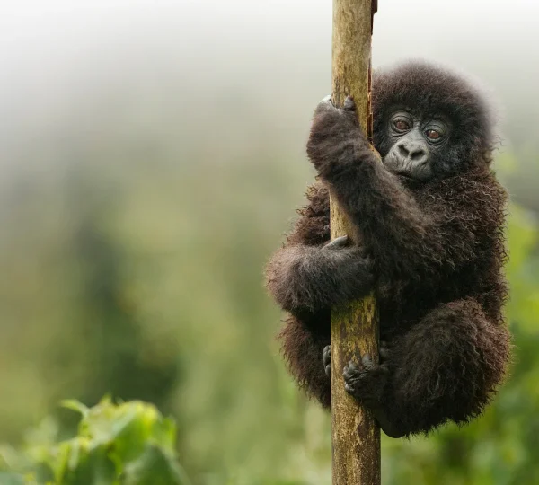 Gorilla Trekking in Bwindi Forest