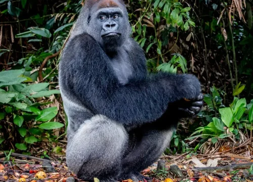 Gorilla trekking in Congo (Virunga National Park)