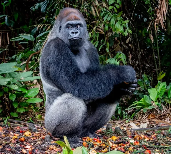 Gorilla Trekking in Congo
