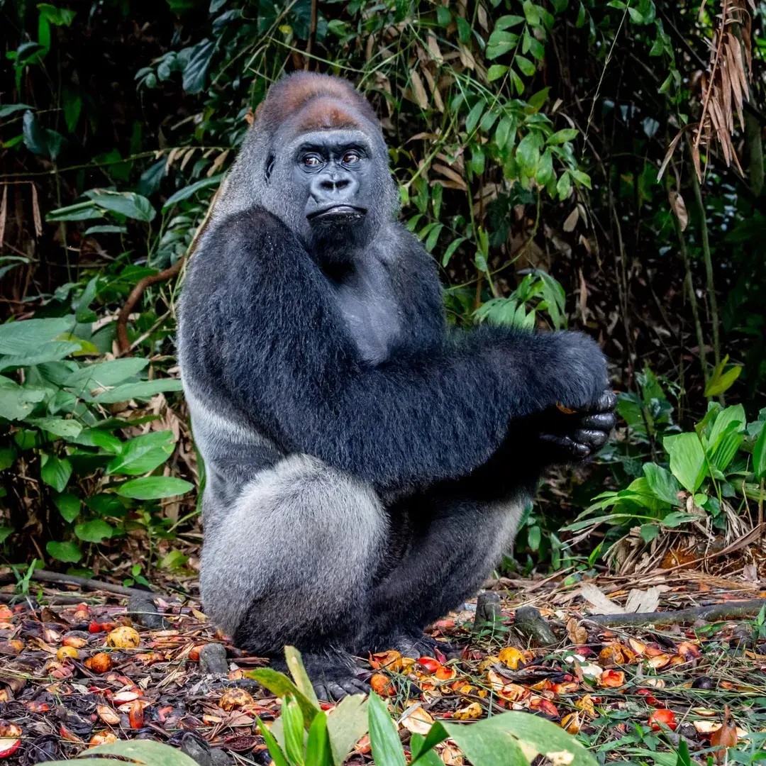 Gorilla Trekking in Congo