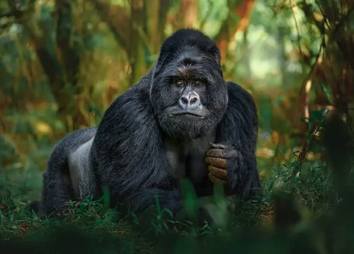 Gorilla trekking in Volcanoes National Park Rwanda