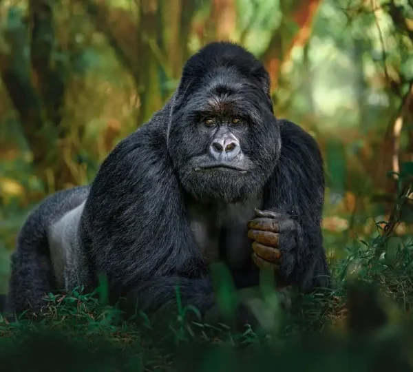 Gorilla Trekking in Rwanda