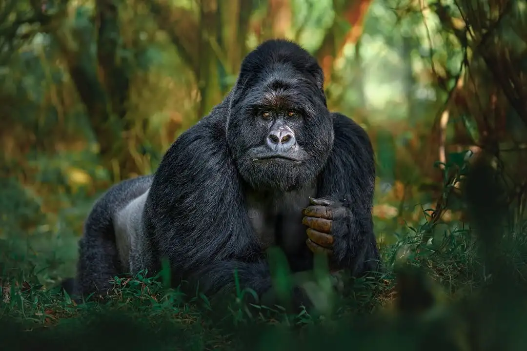 Gorilla Trekking in Rwanda
