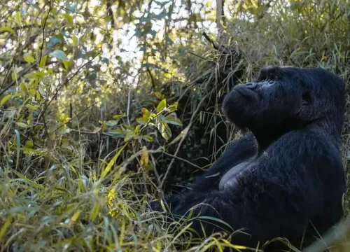 How much does gorilla trekking cost?