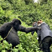 Are gorilla permits refundable or transferable?