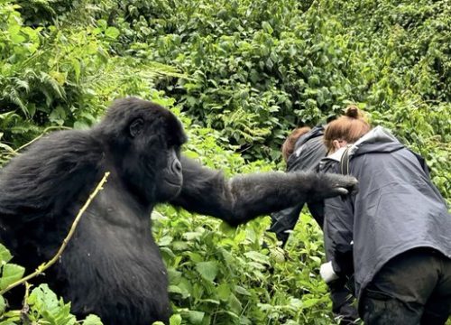 Are gorilla permits refundable or transferable?
