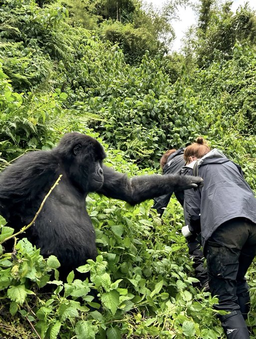 Are gorilla permits refundable or transferable?