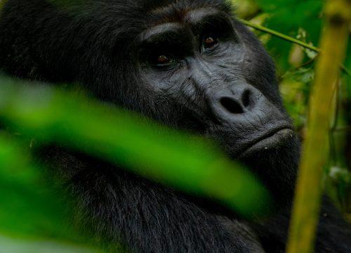 Rwanda Gorilla Permit Price