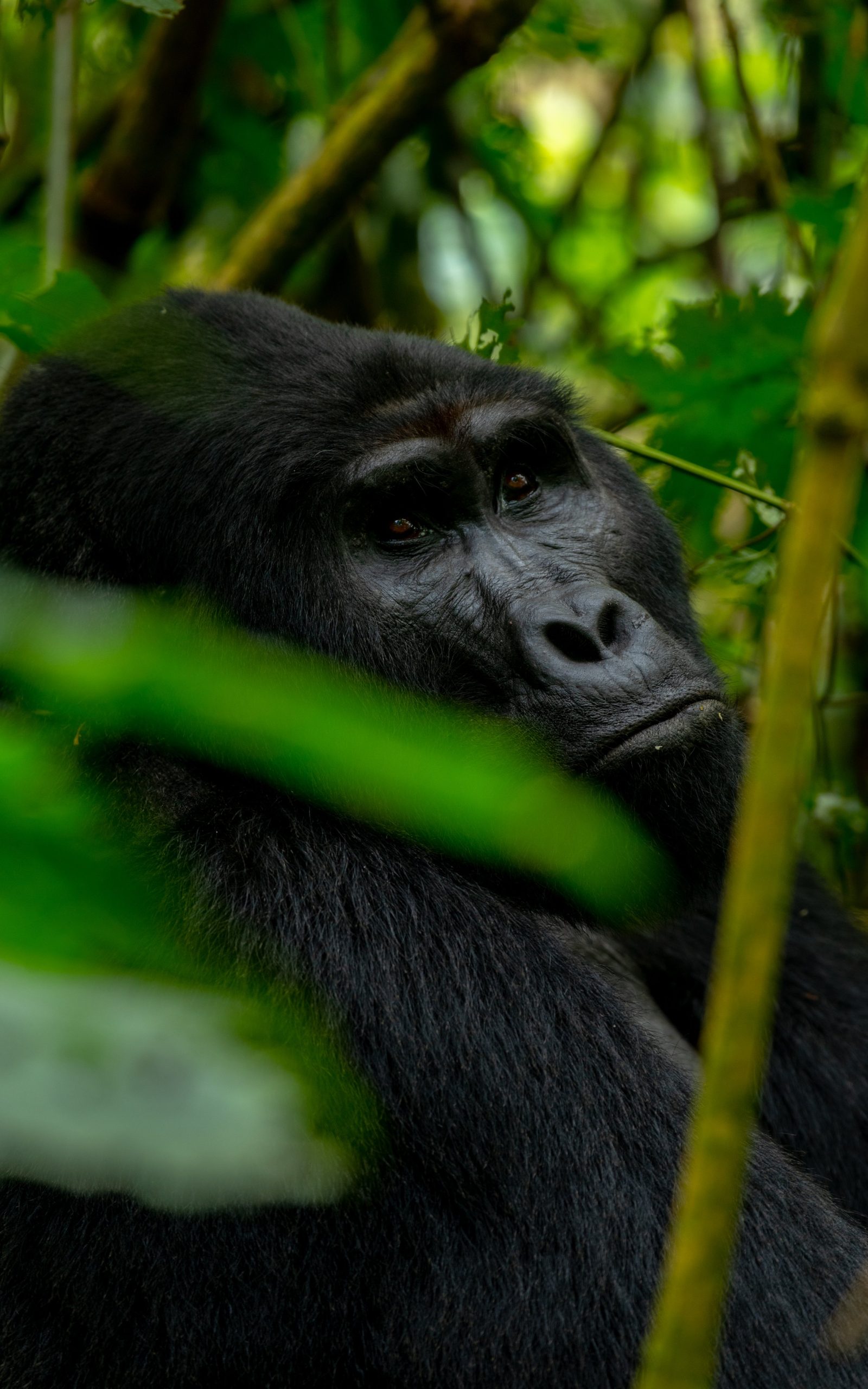 Rwanda Gorilla Permit Price