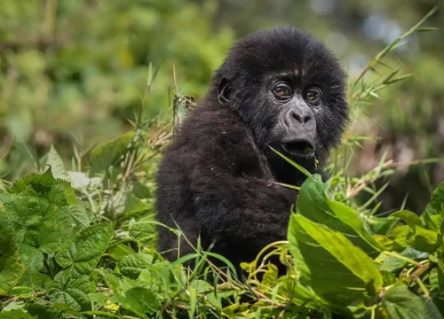 Uganda gorilla trekking permit price 2026