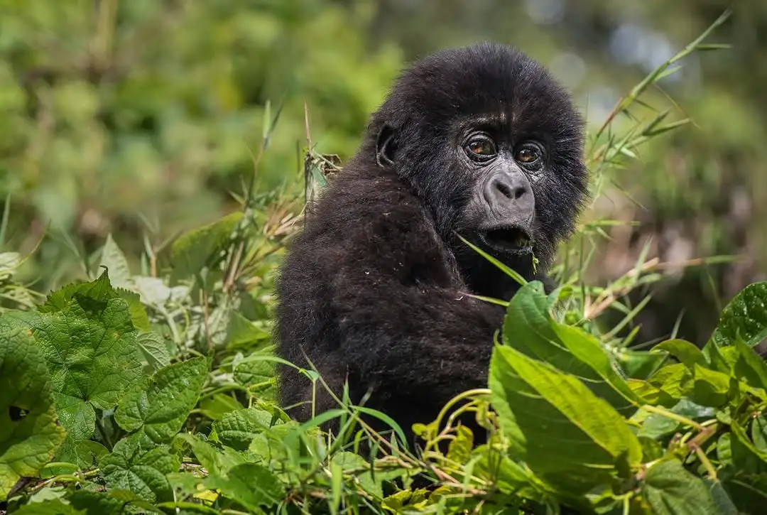 Uganda Gorilla Trekking Permit